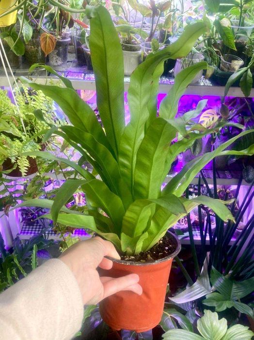 Папоротник асплениум в отличном состоянии