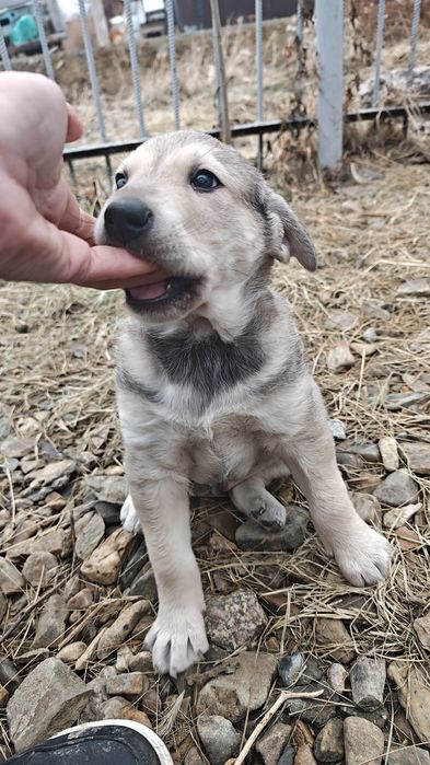 Отдам в добрые руки