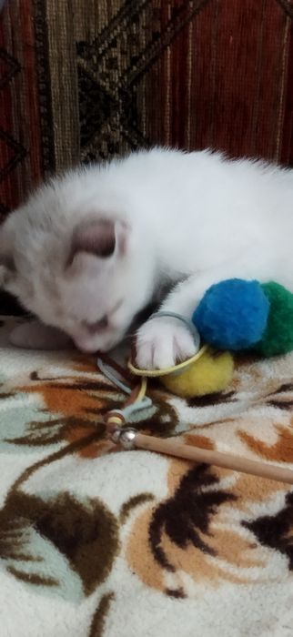 Котята 2 месяца вислоухие