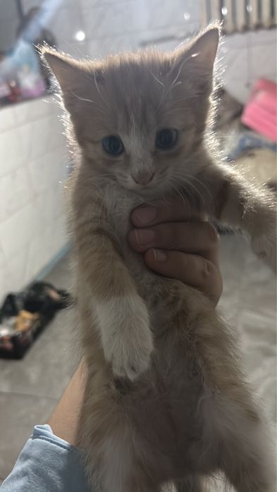 Кошка в хорошие руки