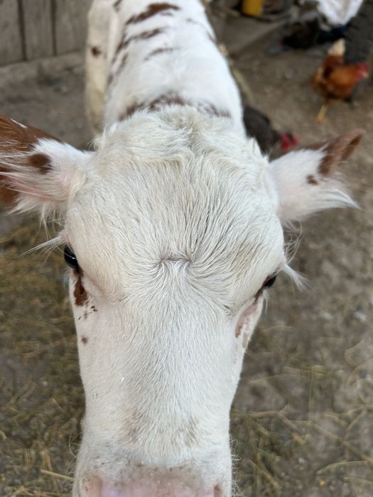 Vand vitei de cateva zile