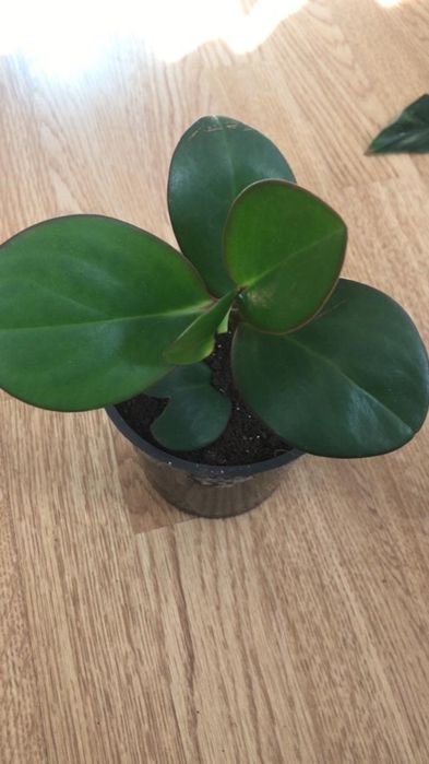 Комнатные цветочки