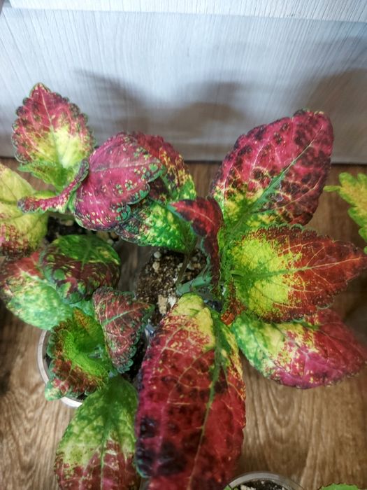 Продам колеусы по