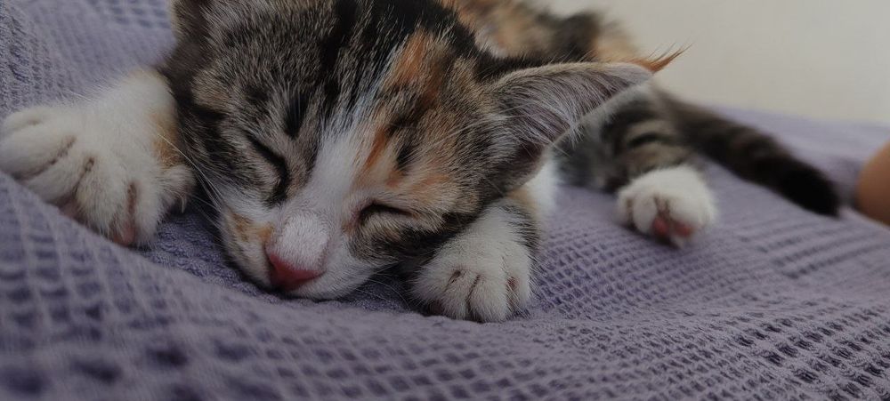 Котенок 5 недель