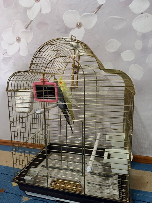 Продам двух попугая Корелла