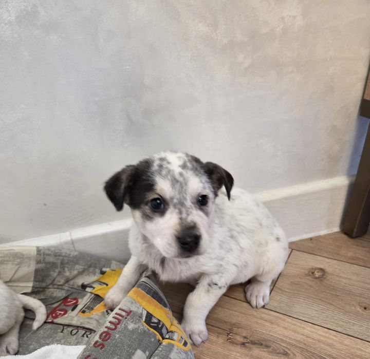 Щенки мальчики и девочки медвежата