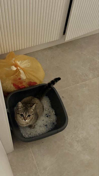 Кошечка в любящую семью