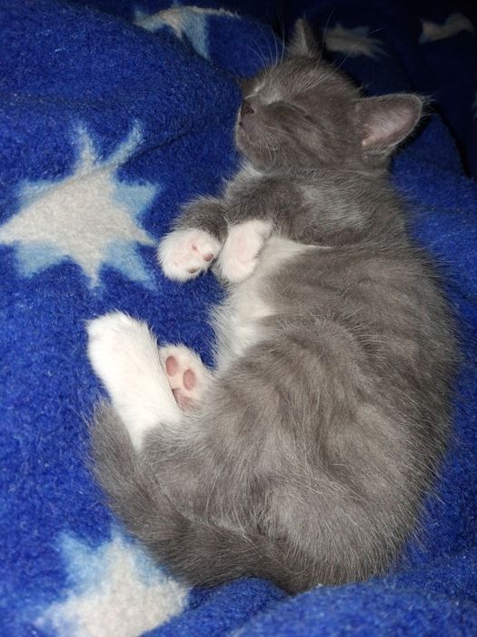 Котёнок Мальчик!