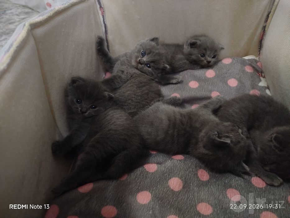Скотиш фолд ва страйд сотилади