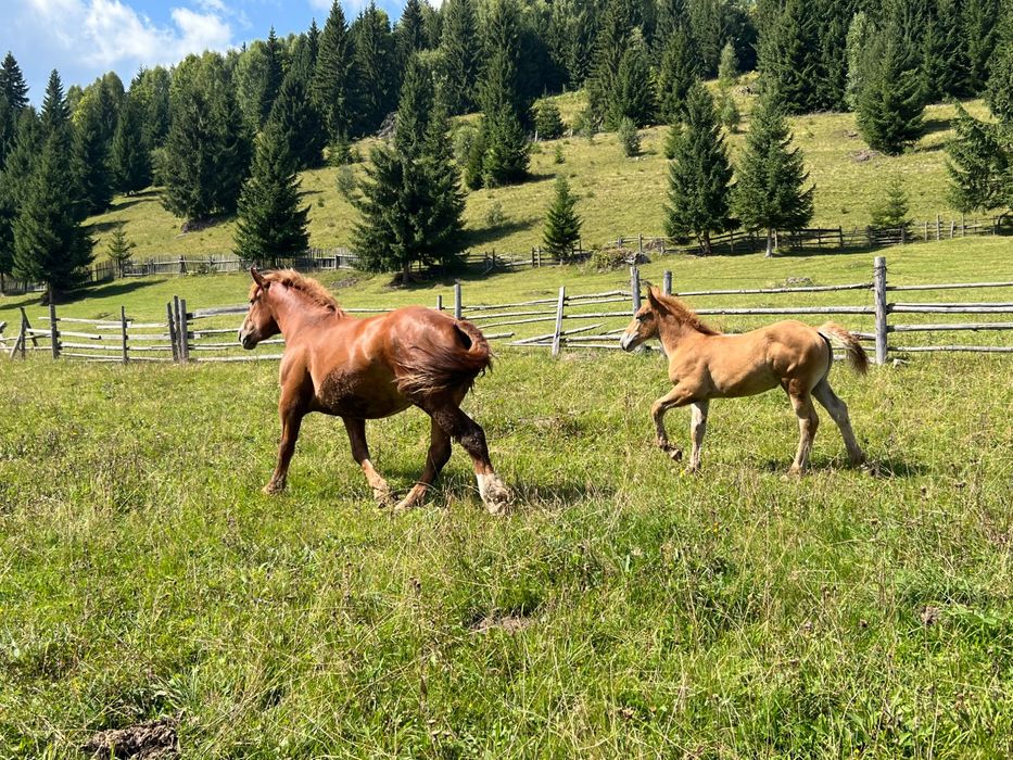 Vând iapă grea cu mânză de 3 luni