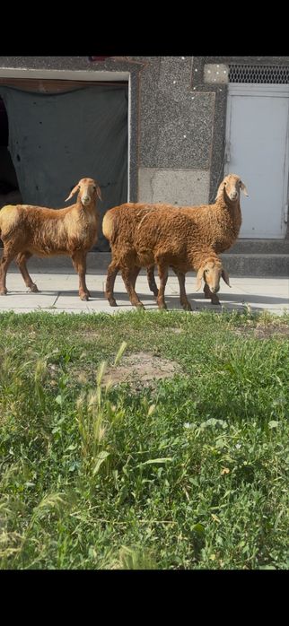 2 бас Арашан ургашы козы