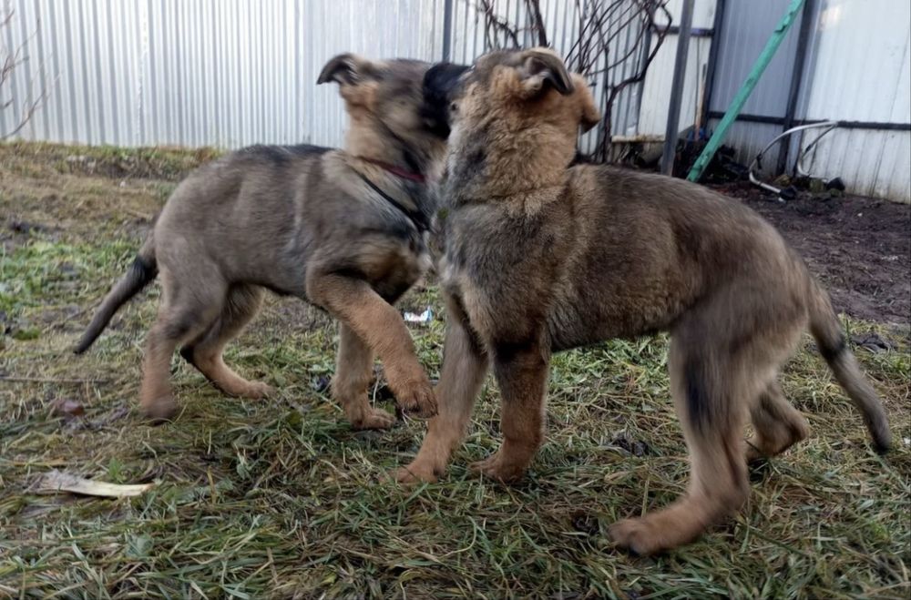 Щенки овчарки рабочие