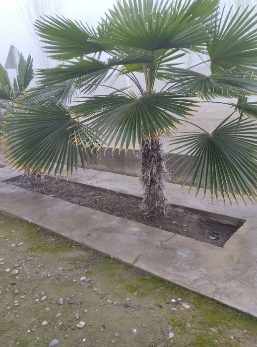 Dekorativni darxt palma