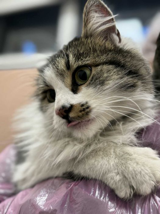 Коте Шишо търси дом