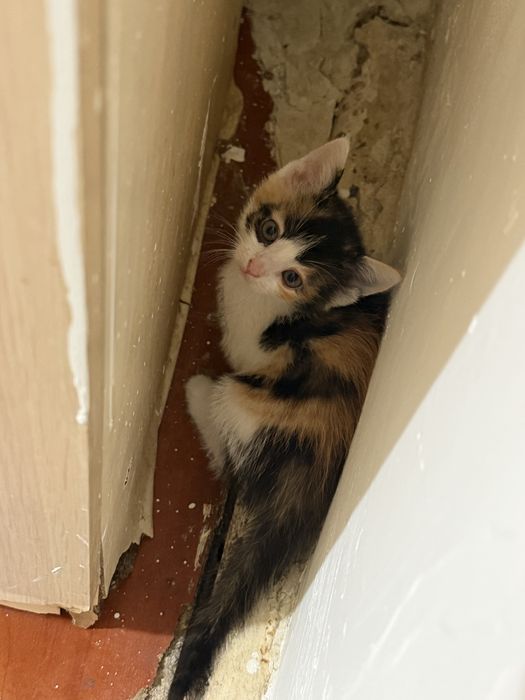 Котята марғау бесплатно