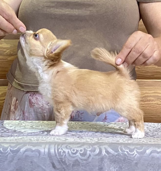 Чихуахуа , мальчик