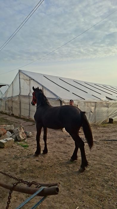 Cârlană friz originală de 11 luni