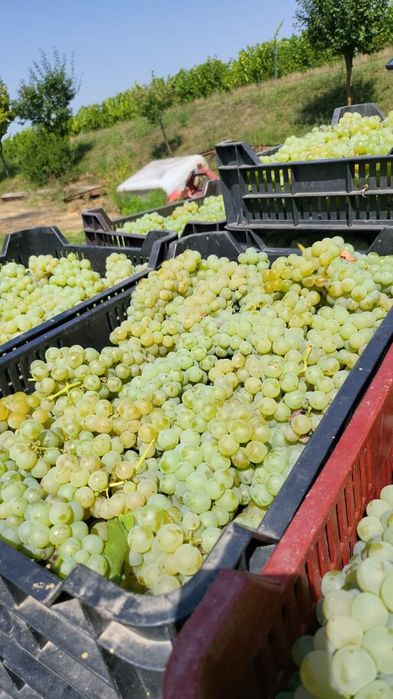 Vand struguri albii. Muscat ottonel, traminer, sauvignon blank