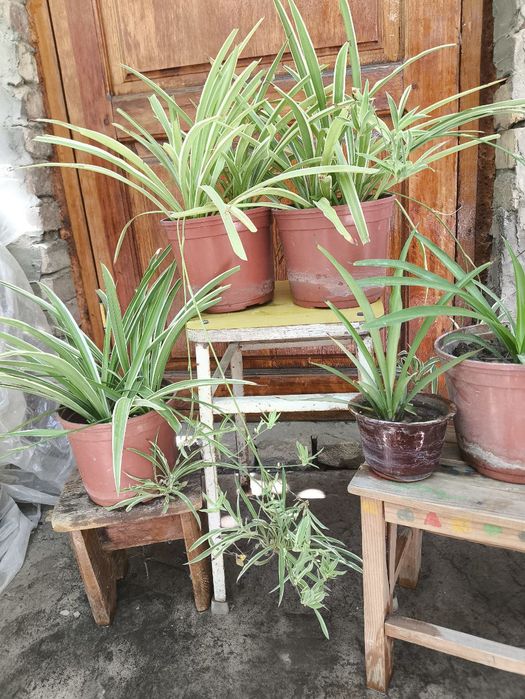 Продаются цветы из дома