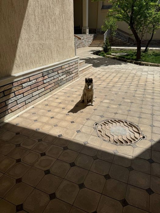 haska zotli it  sog‘lom