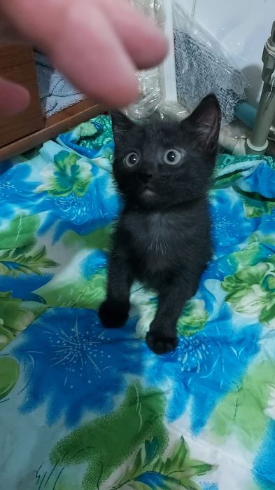 Котёнок на удачу