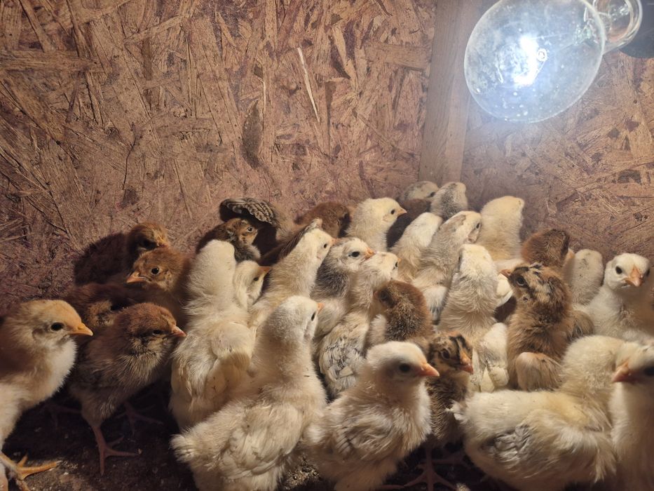 Цыплята,Балапандар