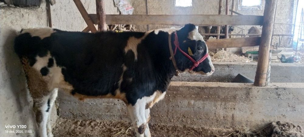 Buqa rossiyskiy paroda.Ferma moli