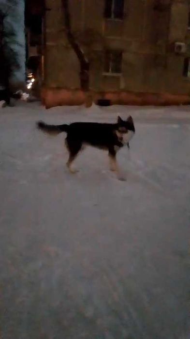 Чья собака. Хозяин, забери!