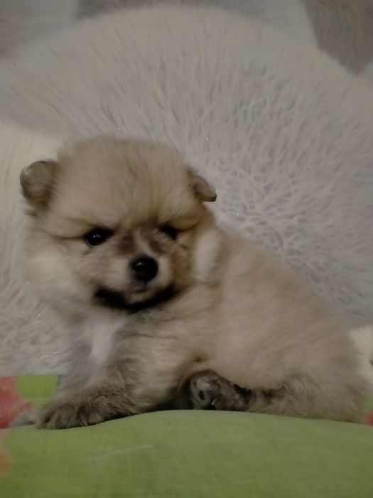 Срочно пр щенка шпица девочка и мальчик