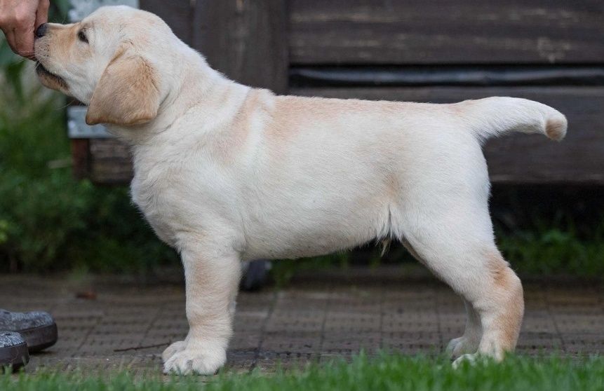 Чистокръвни Лабрадор ретривър мс.ваксини,чип+паспорт