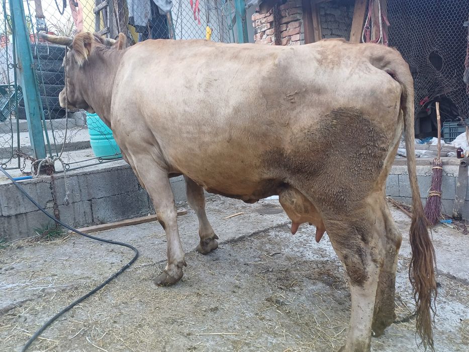 Vând vaca de 7 ani bună da lapte