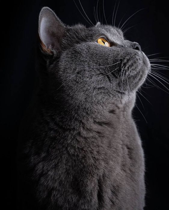 Вязка кота британской породы!