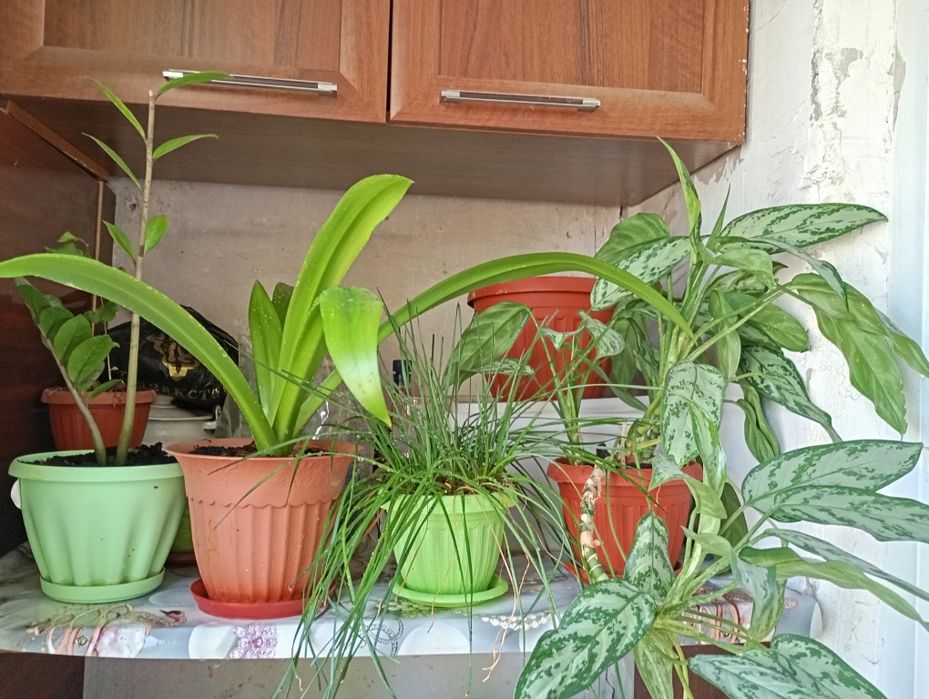 Комнатные цветы продам