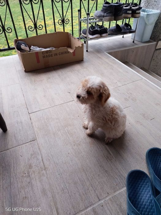 Продавам Лагото Романьоло на 3 месеца и половина женско