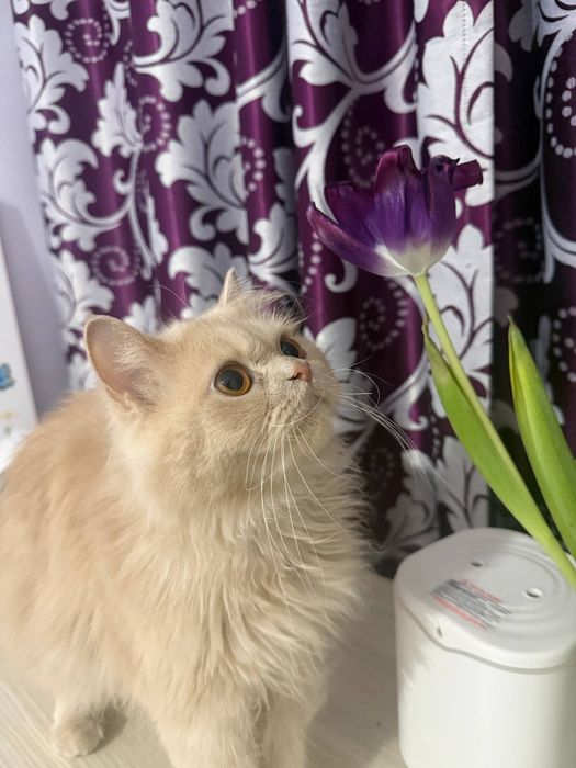 Чистокровный персидский кот приглашает на вязку здоровую кошечку