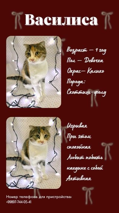 Ищу любящие руки маме кошке и 2м котятам