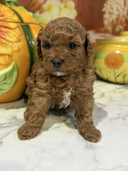 Продается девочка мини той пудель