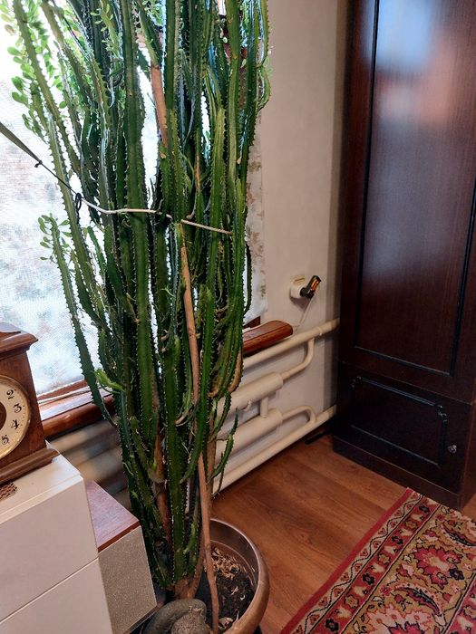 Кактус большой//
