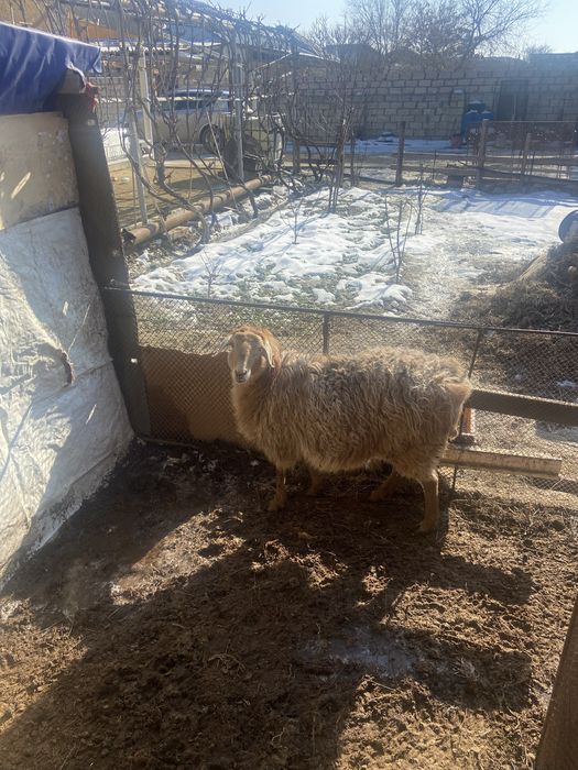 Семіз қой сатылады