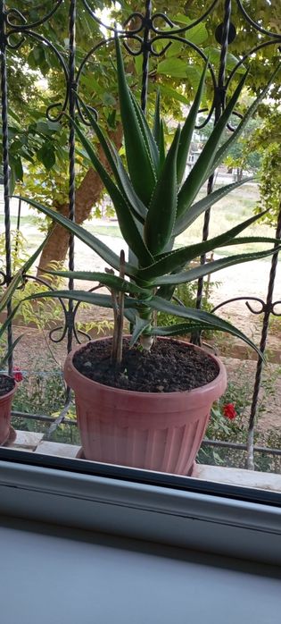Aloe guli , Алое гули