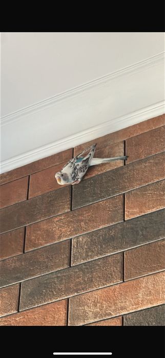 2 попугай с клеткой