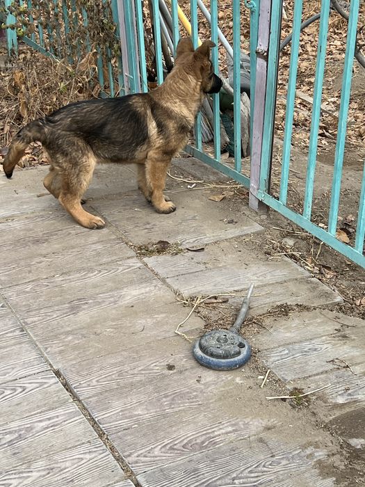 Немецкая овчарка