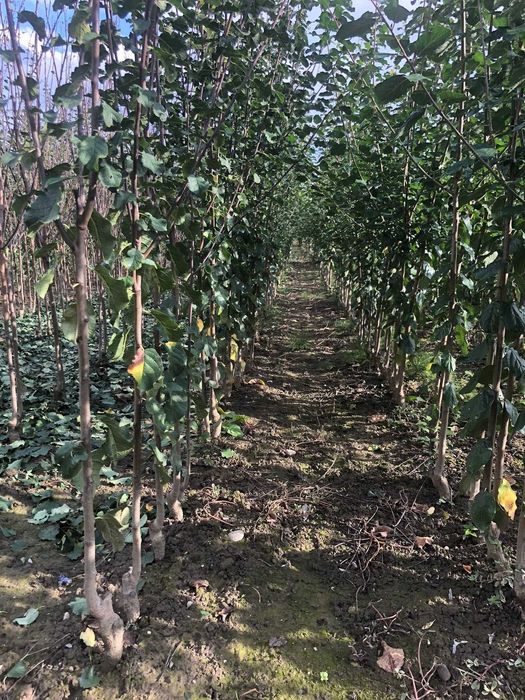 VAND Pomi fructiferi