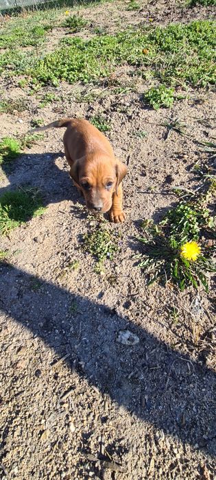 Cățel teckel, daschund