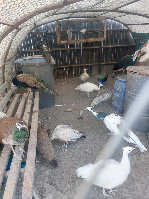 Vand pauni maturi si pui