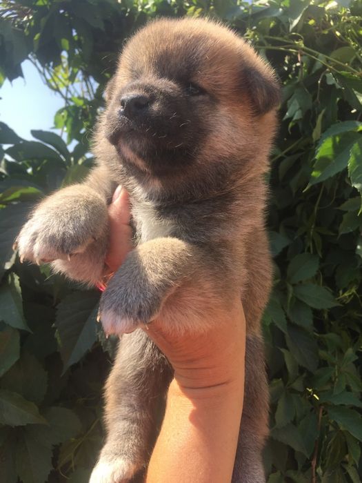 японские сибы на продажу