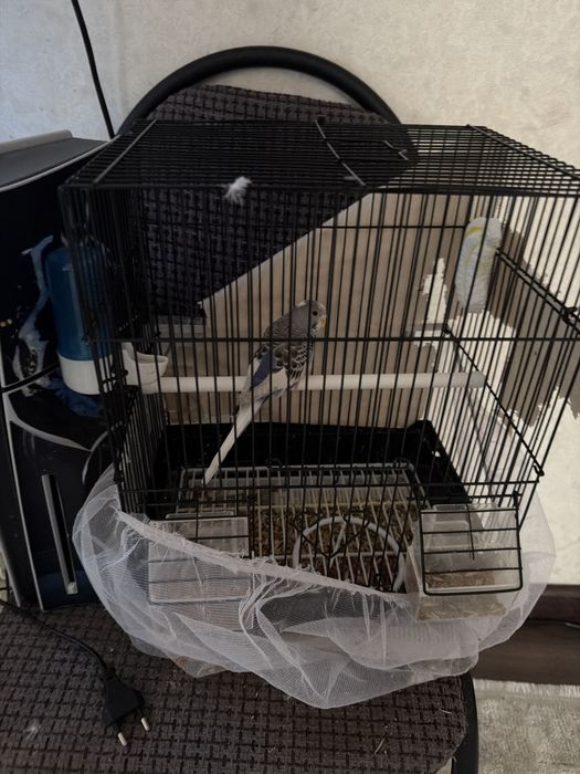 Волнистый попугай клеткасымен сатылады қыз