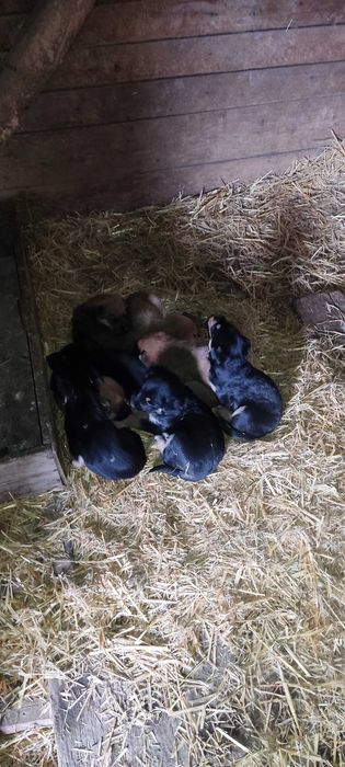 Подарявам кученца