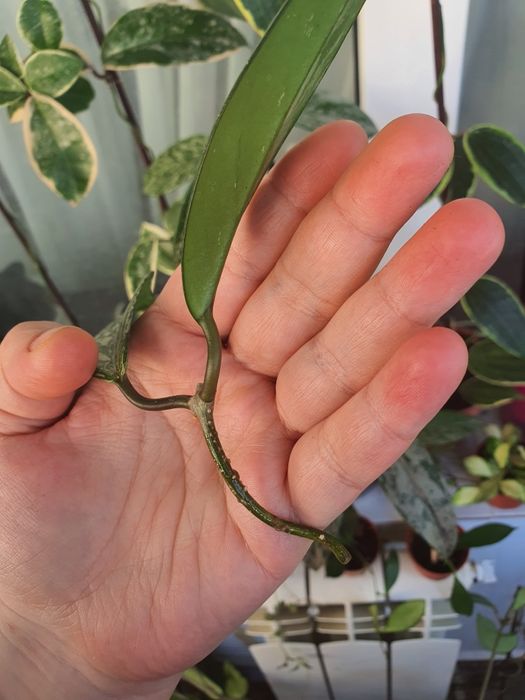 Pubicalyx silver splash butas 2 frunze, de inradacinat.