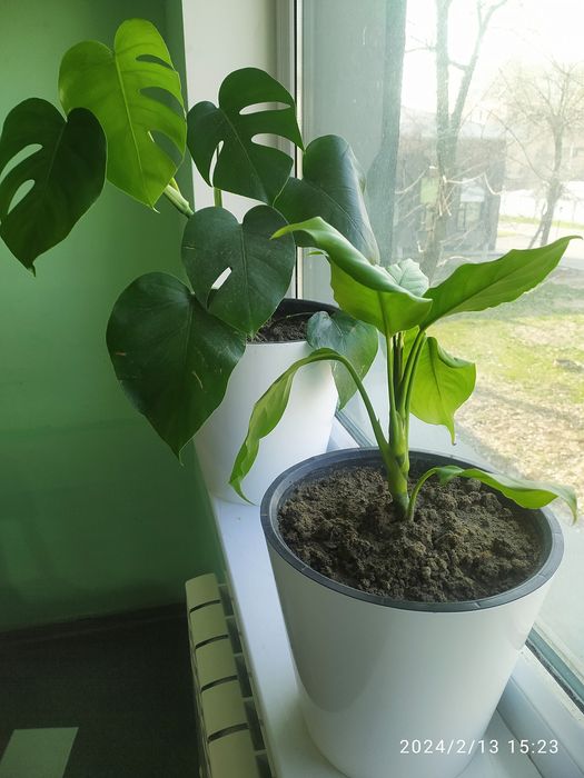 Комнатные цветы продается